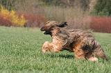 BRIARD 142